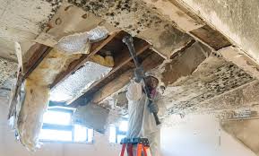 Best Water Damage & Mold Remediation in USA